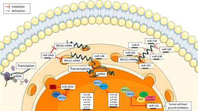 Biological Role and Clinical Implications of microRNAs in BRCA Mutation Carriers